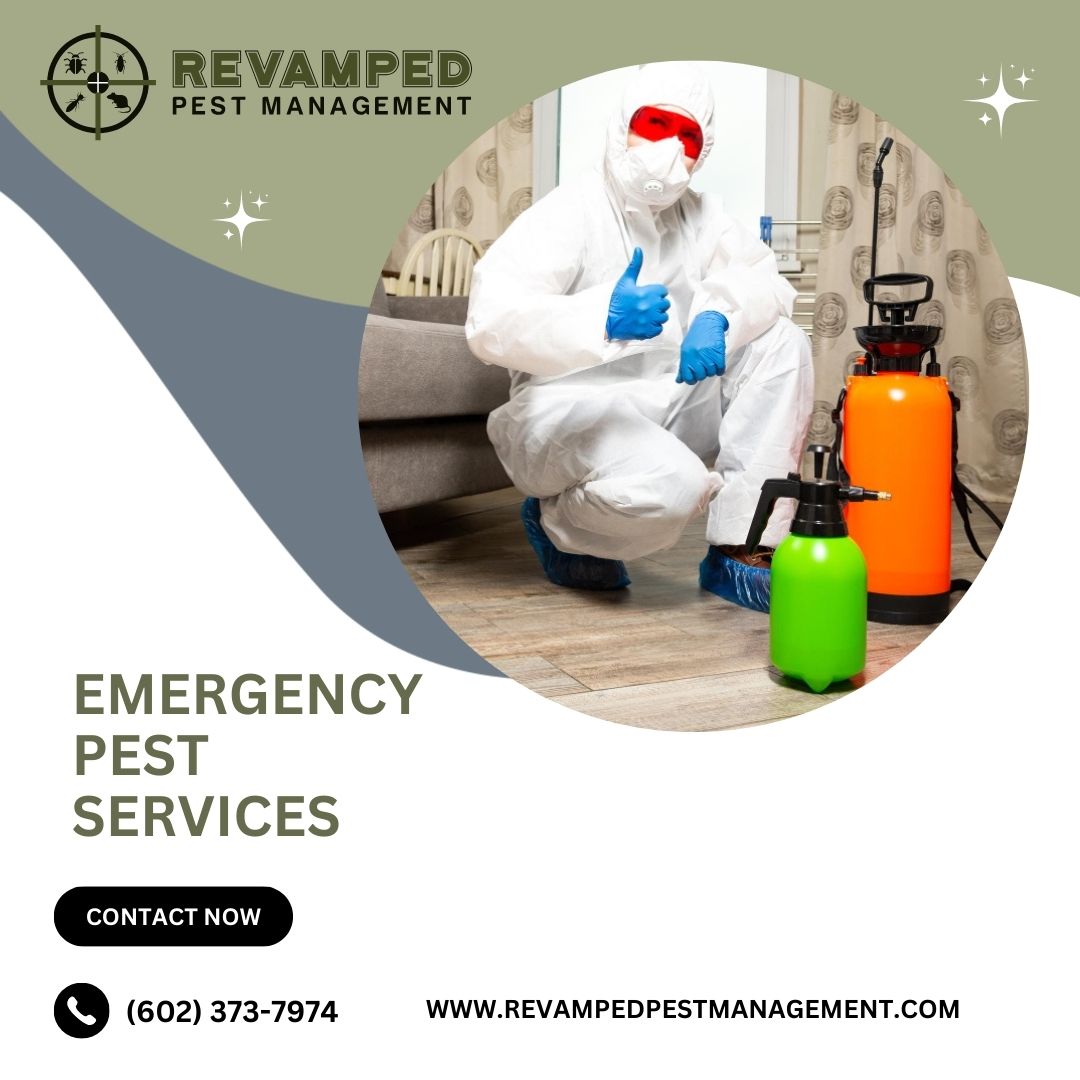 Revampedpest's tweet image. We recognize that insect issues do not always wait. As a result, we provide emergency pest control services to solve emergency circumstances.
#generalpestcontrol #emergencypestcontrol #commercialpestcontrol #rodentcontrol #atticinsulation #pestcontrol #specialoffer #pricedrop