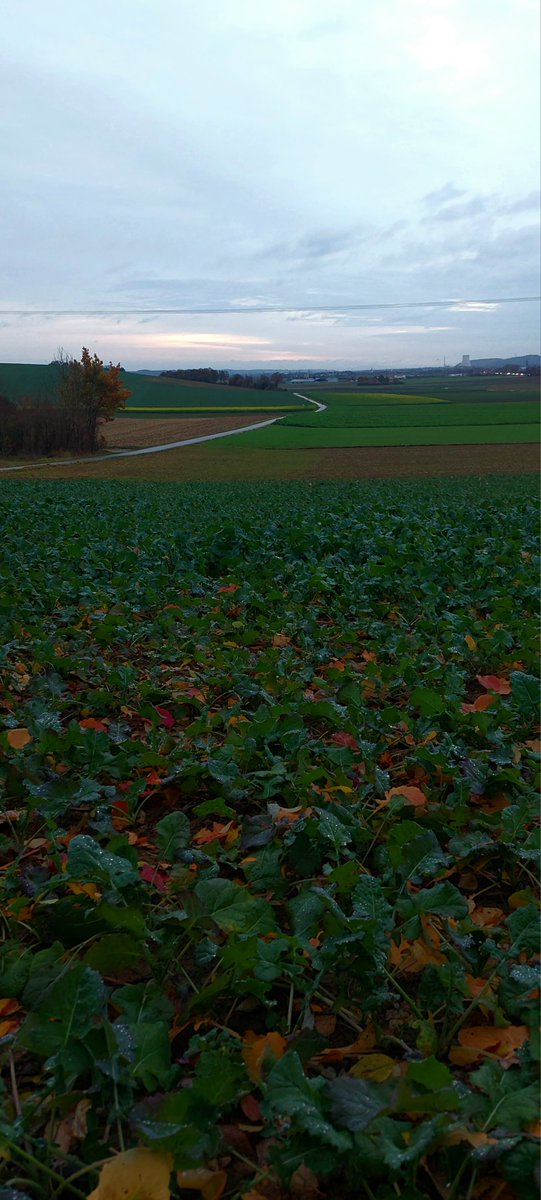 BeataJadwisia's tweet image. Wtorkowe dzień dobry ☕️🍂🍁👣
#Alpy 
#Bawaria