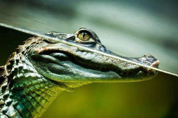 Sthewardlee's tweet photo. 𝗟𝗔𝗚𝗥𝗜𝗠𝗔𝗦 𝗗𝗘 𝗖𝗢𝗖𝗢𝗗𝗥𝗜𝗟𝗢 

El cocodrilo “llora” cuando sale del agua. Debido a que los ojos de estos reptiles necesitan estar siempre húmedos, por esos sus glándulas segregan lágrimas para humedecer el ojo. 

Es por eso que en la expresión “lágrimas de cocodrilo” https://t.co/slsZbBxPKF