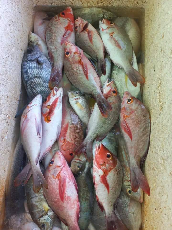 A35579Hermanto's tweet photo. Jumat (10/11), Ashar Hermanto, LuhKan Bolsel, di KUB Lopon Bersinar Desa Torosik, melaporkan hasil tangkapan Ikan Demersal, dengan Alat Tangkap Pancing, sebanyak 20 Kg dengan harga jual rata-rata Rp. 50.000/Kg
#GiatLuhkanSatminkalBitung #PusLatLuh #BPPPBitung #Bolsel #Tangkap https://t.co/N1mwRn9Dsi