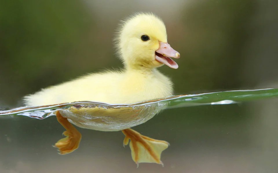 oianas_'s tweet photo. Ini namanya duck syndrome, paling sering terlihat di lingkungan super kompetitif. Karena orang2 gak mau kelihatan lagi kerja keras, padahal aslinya begitu.

Seperti bebek, klo lagi jalan di air mereka keliatan lagi santai. Tapi klo liat dari dalem air kaki mereka lagi jalan cepet dan selalu sibuk.