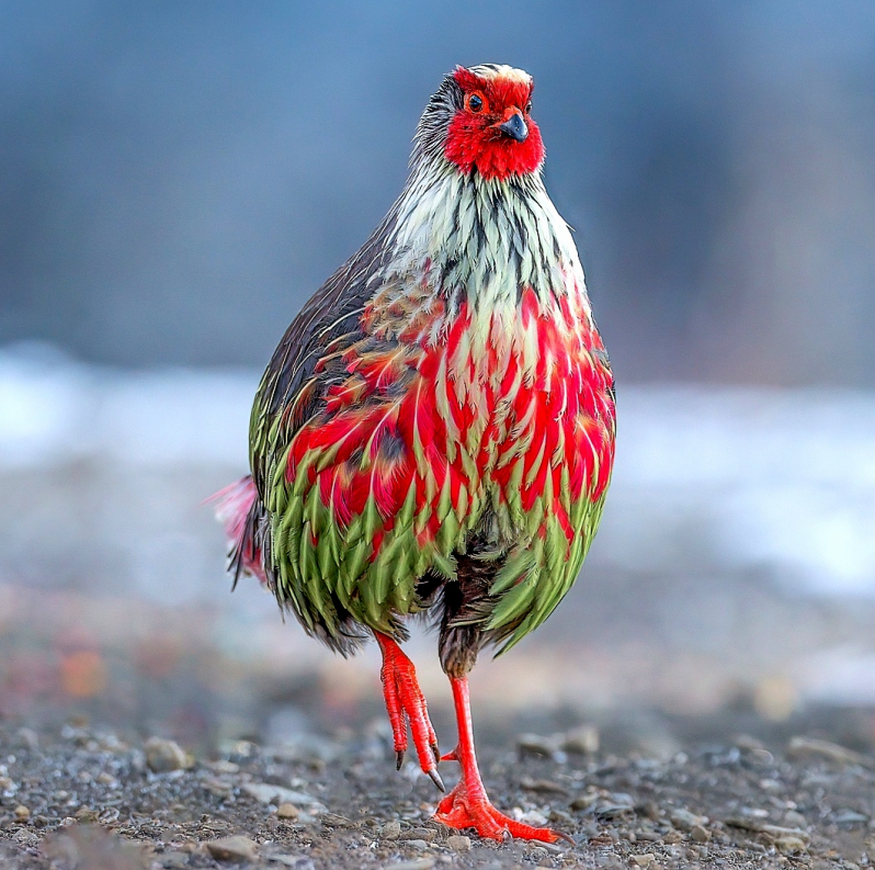 Lovely birds in China🐦 tweet media