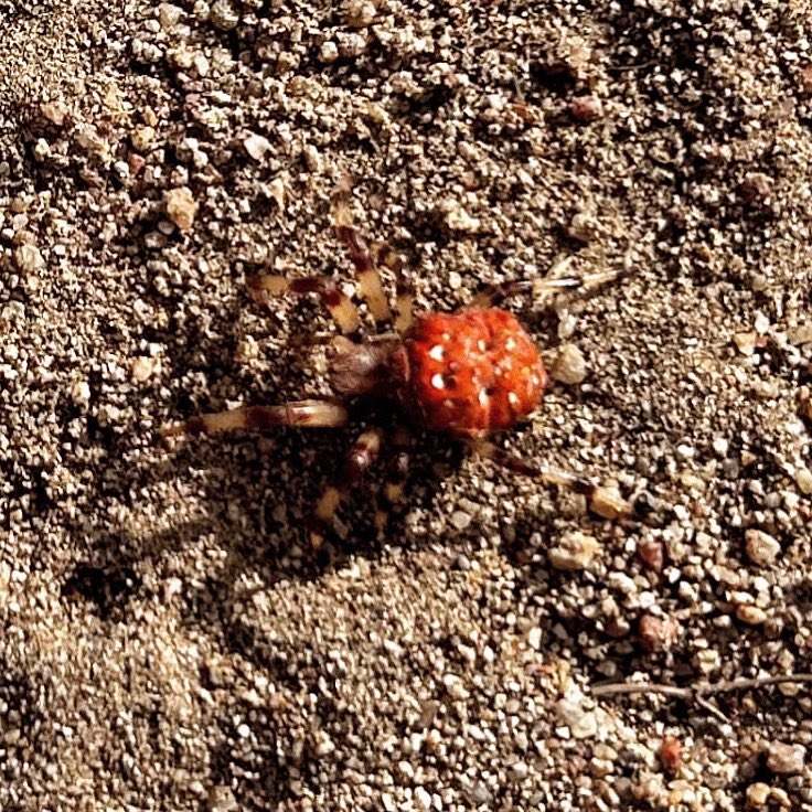 The West Marin Feed tweet media