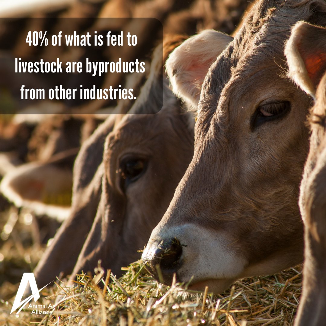 Livestock are able to eat byproducts that we can't and upcycle them into a nutritious protein source! ⬆️♻️ This helps to reduce waste from other industries and assists each of us in meeting our daily nutrition requirements. bit.ly/2Q1kRXe