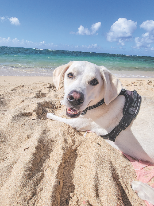 MidWeekHawaii's tweet photo. Meet five-year-old Wyatt. He lives in Makakilo and loves taking car rides to the beach and going on hikes.
Photo courtesy Briana Lucas
#midweekhawaii #hawaii #westvoice #petoftheweek #dogsofhawaii https://t.co/B8gxIgC5ZL