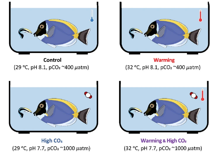 But what happens to this specialised #behaviour in the future with #climatechange? The time performing this #crucial cleaning behaviour is decreased with ocean warming and acidification. As seen also in previous work by @Jose_R_Paula So how is this manifested in the brain? 5/n