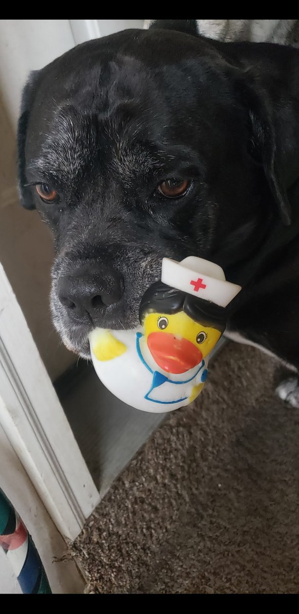 BruceHendy's tweet photo. Good bye Stella. You gave us the Best 8 years of our lives. I asked God for patience and in you walked to my life and taught me more about being patient than anything else ever could. I love you so much. https://t.co/fNS82xbM9d