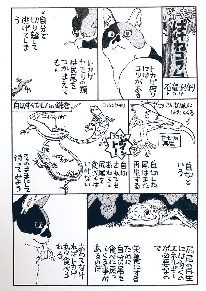 『ぶーたま ばけねコラム』
石竜子狩り
『かまくらBAKE猫倶楽部』に登場するノルウェージャンフォレストキャット"ぶー"と三毛雄"たま"の(化け)猫視点の鎌倉コラム。本編に関連あったりなかったり。
#かまくらBAKE猫倶楽部 はBE・LOVE https://t.co/CDTnMiQ1We に連載中です。