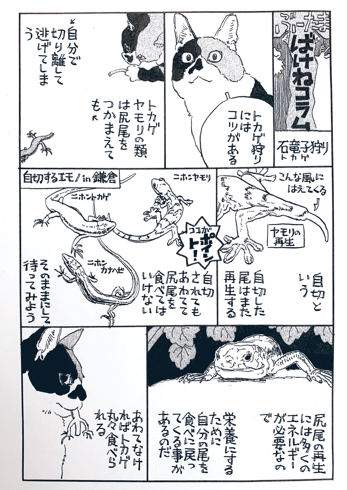 五十嵐大介お知らせ on X: 『ぶーたま ばけねコラム』 石竜子狩り 『かまくらBAKE猫 倶楽部』に登場するノルウェージャンフォレストキャットぶーと三毛雄たまの(化け)猫視点の鎌倉コラム。本編に関連あったりなかったり。  #かまくらBAKE猫倶楽部 はBE・LOVE t ...