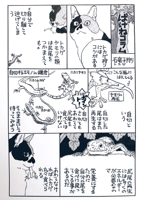 『ぶーたま ばけねコラム』

石竜子狩り

『かまくらBAKE猫倶楽部』に登場するノルウェージャンフォレストキャット"ぶー"と三毛雄"たま"の(化け)猫視点の鎌倉コラム。本編に関連あったりなかったり。

#かまくらBAKE猫倶楽部 はBE・LOVE https://t.co/CDTnMiQ1We に連載中です。 