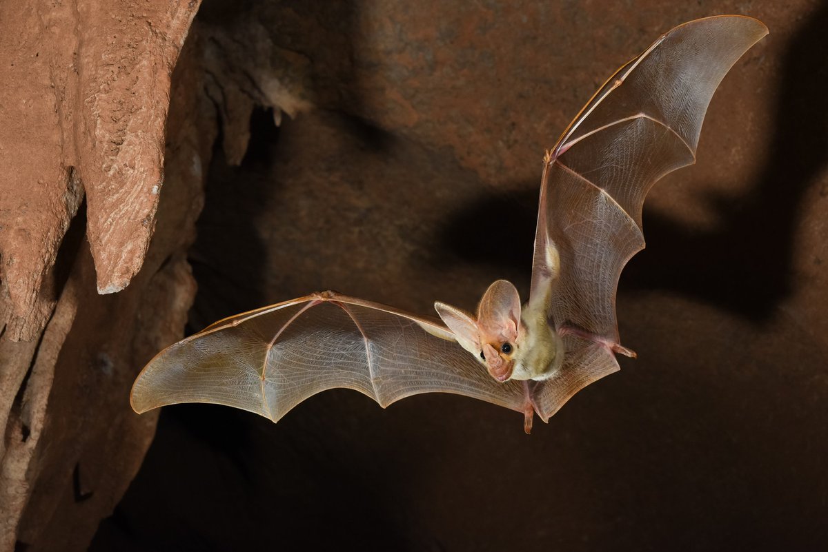 Delighted that we have been awarded an ARC Linkage grant to fund the Macroderma Initiative, a project that will aim to improve conservation outcomes for the ghost bat (M gigas) while informing accurate development impact assessments.  <a href="/CDUni/">Charles Darwin University</a> <a href="/RIELresearch/">RIEL</a>