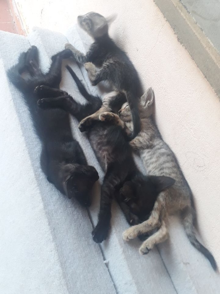 dunzelman85679's tweet photo. Poor my lovely cats! https://t.co/XnbFA10fk0