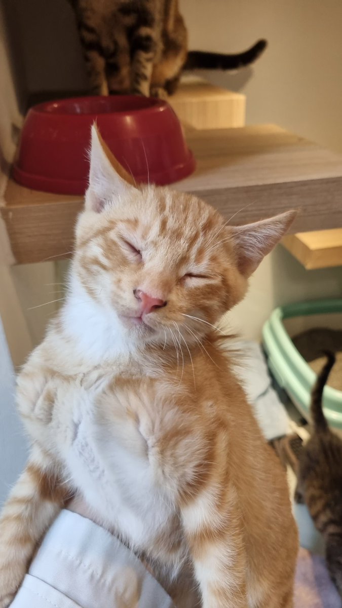 flyingpetclinic's tweet photo. [입양홍보] 이제 엄마랑 아이 둘 남았습니다. 1.3kg이 다 넘어가네요. 셋 다 사람을 좋아합니다. 가족을 찾아요. https://t.co/aSwFeChBJP