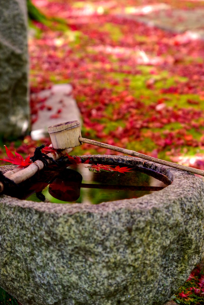 ～PENTAXと共に紅葉を楽しむ～

#PENTAX
#photograghy 
#affinityphoto
#写真で伝える私の世界 
#キリトリセカイ 
#紅葉