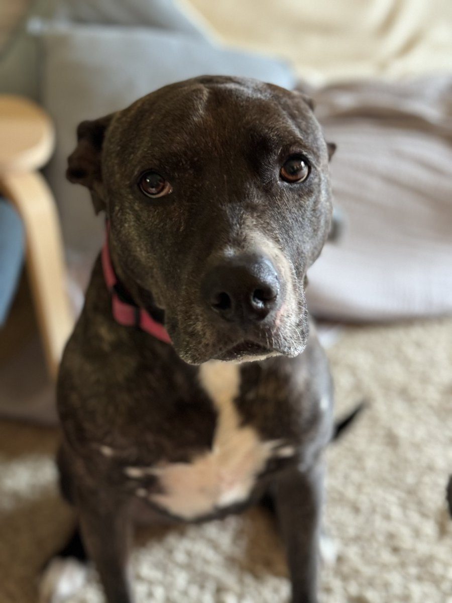 firehaus's tweet photo. This is Patty. She is a very muscular dog who likes to use her strength for love. She likes booty scritches the best. https://t.co/y4sRh4VTqS