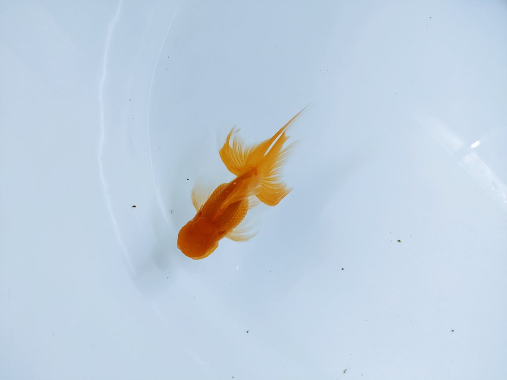 keisukekingyo's tweet photo. 頭高く尾靭やかに。
いつかはこの筋で大魚を。

 #和蘭獅子頭 https://t.co/d2XbAojnXp