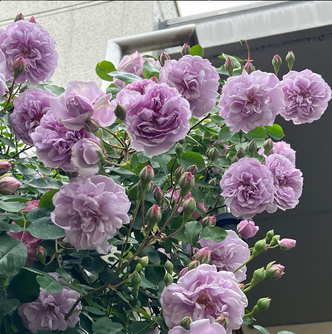 fjnesoi456's tweet photo. 華やかな薔薇🌹

#バラの花
#暑い日 #灼熱地獄 #熱中症注意
#鉢植えの花 #癒される
#花 #花好き #花が好き
#花がある暮らし
#庭の花
#庭のある暮らし
#庭のバラ
#庭の花
#鉢植え
#鉢植えのバラ
#鉢植えバラ
#鉢植えの花
#薔薇の花
#薔薇の花🌹
#薔薇の香り
#薔薇の香りが好き
#薔薇の香りに癒される https://t.co/cfBC3GbPuF