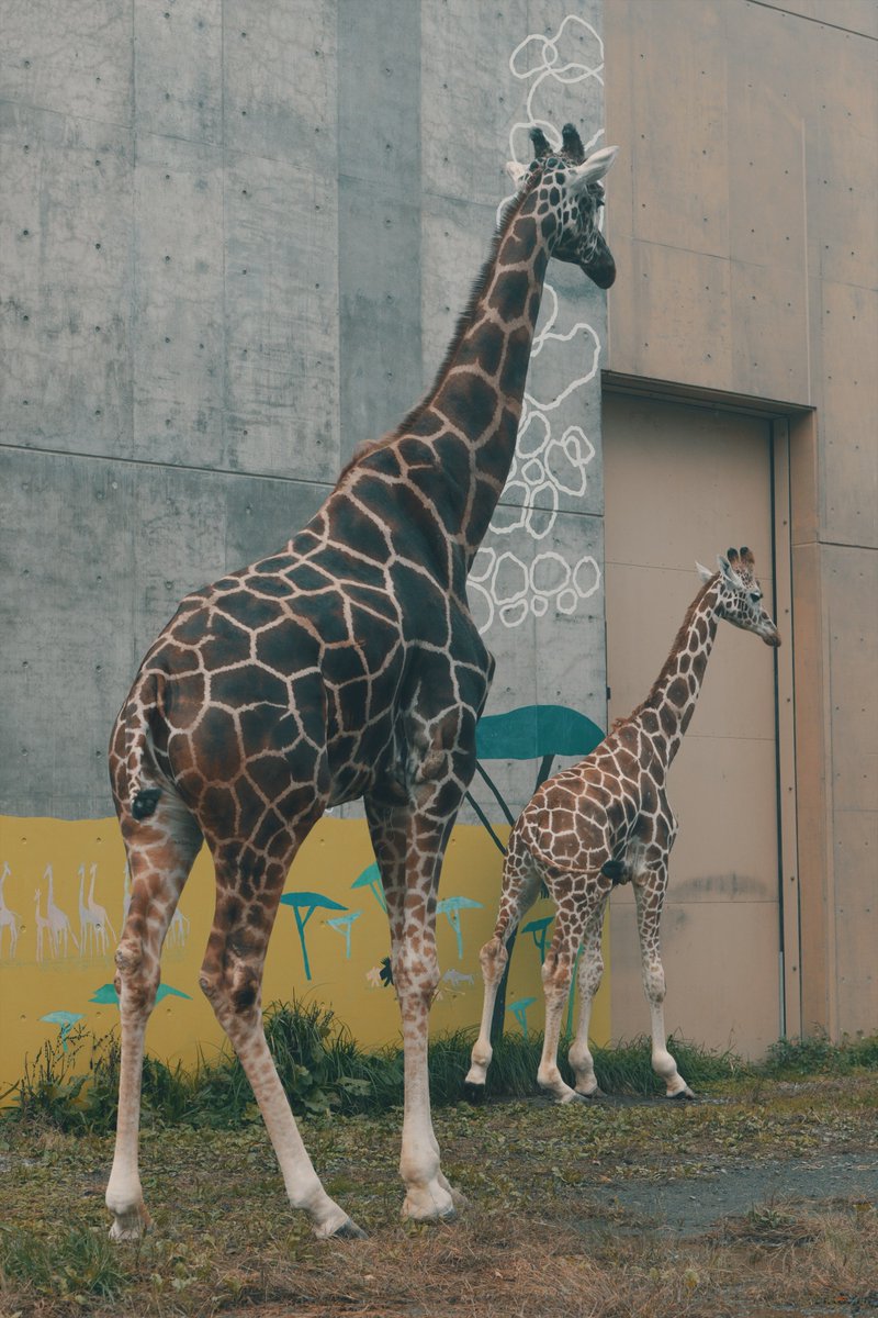 laserpapa's tweet photo. 続! #リアルタイムLUT で、#旭山動物園 😊
#LumixColorLab #DramaticBlockBuster
#LUMIX #LUMIXS5II #LUMIXS24105 #LUMIXSPRO1635 https://t.co/Egx4nUYnIL