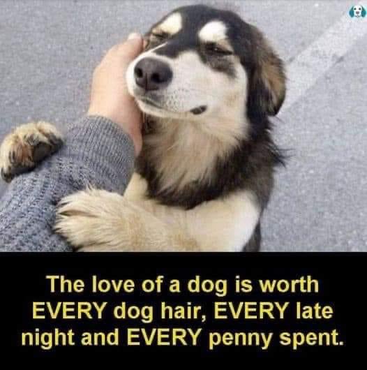 Do you agree?! ❤️ @Penny_Lane_Pup @CanadianPenny1 @MillieandGriff @jennystape @Darcie212 @TheoBertie @Bertie_the_BT @bertie_lakeland @PetsatHome @DogsTrust @LittleBearconvo @Ted1Inquisitive @gucci_pooh @trebus_mr @TortoiseGatsby @AiredaleFrodo @Margaux28083812 @ZombieSquadHQ