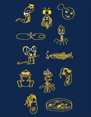 CellfOrganized's tweet image. Apply to our @UMich_MCDB graduate program!  

lsa.umich.edu/mcdb/graduate-…

- Full tuition coverage &amp;amp; monthly stipend 
- Application fee can be waived 
- No GRE required  

Applications due December 1st  
#Yeast #Mice #Worms #Bacteria #Neuro #Frogs #Fish #Flies #Plants 

Plz RT!