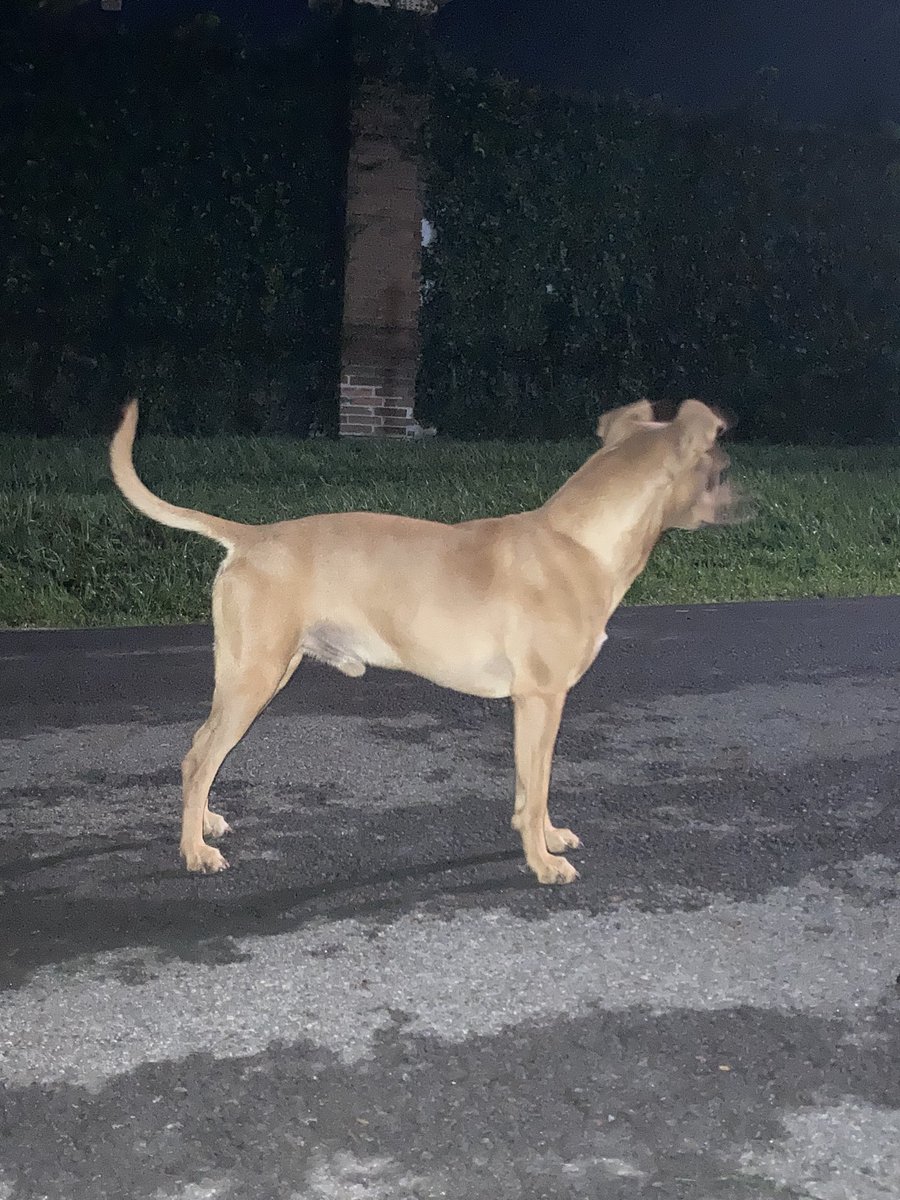 Hola! Este perrito siempre lo veo por Escazú, me gustaría encontrarle un hogar casa ( no tengo la forma de quedármelo, ya tengo dos ). Aún no lo logro agarrar pero si hay alguien interesado, el siempre llega Gracias! Ayúdenme a compartir para buscarle un hogar a Firu🙏🏻