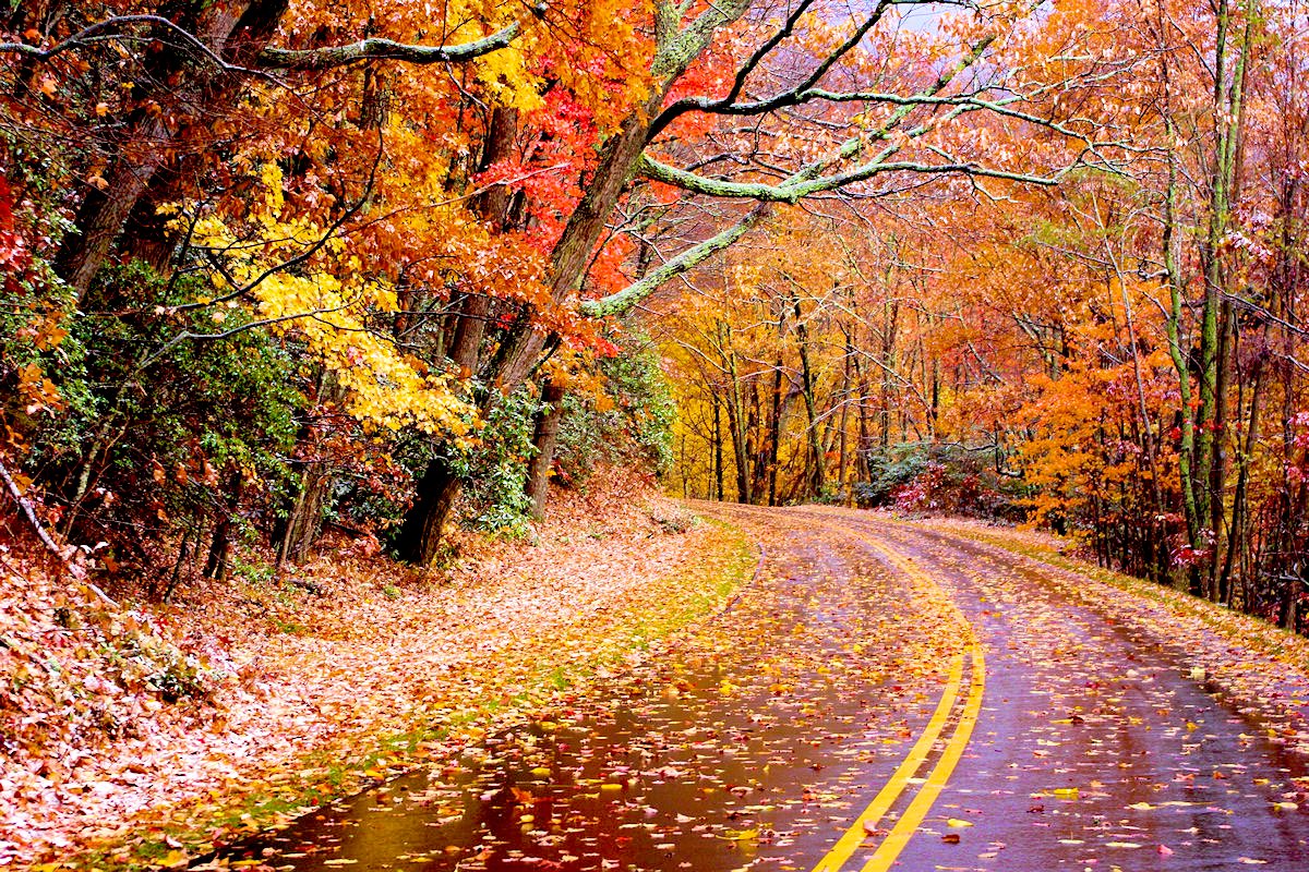 BuieBedi12's tweet image. Winding road home 🏡 it’s raining on and off but #Fall2023 colors are still at fire. So beautiful.