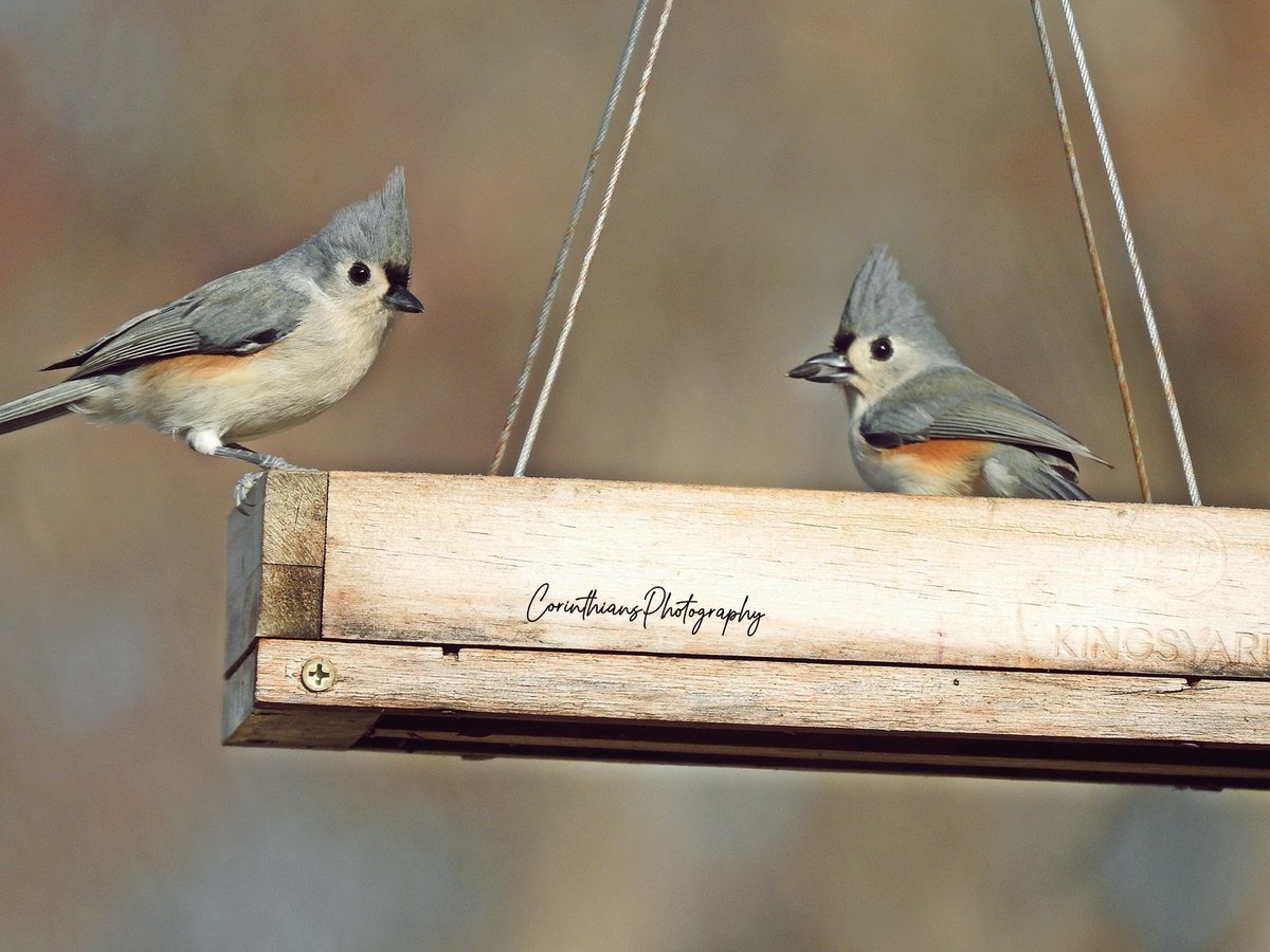 Tufted Titmouse
#birdphotography #wildlifephotography #birds #naturephotography #nature #wildlife #bird #birdwatching #birding #bestbirdshots #nuts_about_birds #photography #naturelovers #birdlovers #nikon #eye_spy_birds #birdfreaks #birds_adored #photooftheday #animals