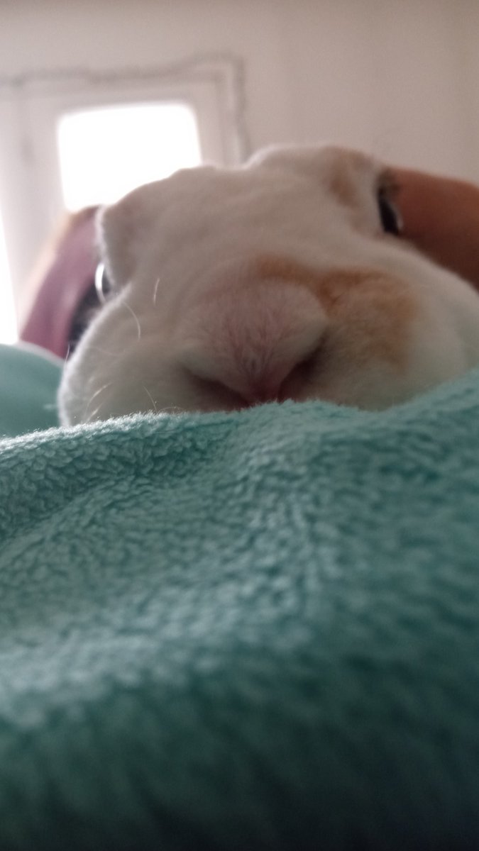 floorsharkmomma's tweet photo. Cheeks #CloverRex #PlottingMyDeath https://t.co/hL9lmu2l2i