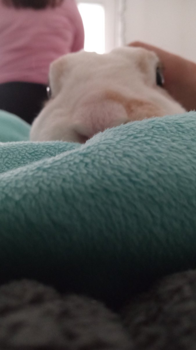 floorsharkmomma's tweet photo. Cheeks #CloverRex #PlottingMyDeath https://t.co/hL9lmu2l2i