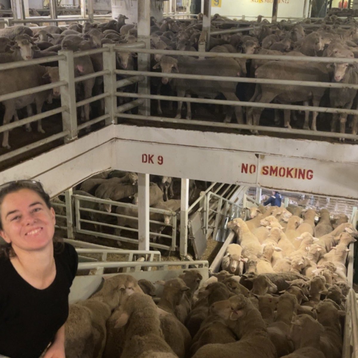 Discharging happy healthy sheep in Kuwait that have been living the good life onboard. 

#feedingtheworld