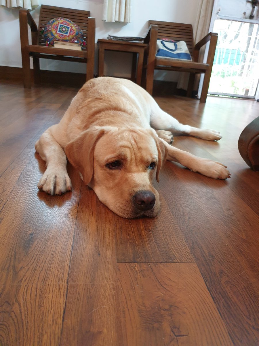shubhrata_p's tweet photo. Steve Jobs would have been proud of this inventor of iChappal. No regrets on the countenance of Puffles Prakash, the inventor, who says, "no sweat!" 😅🐾
#dogsoftwitter #dogsofX #LabradorLife #Puffles https://t.co/YykYHxaKE4