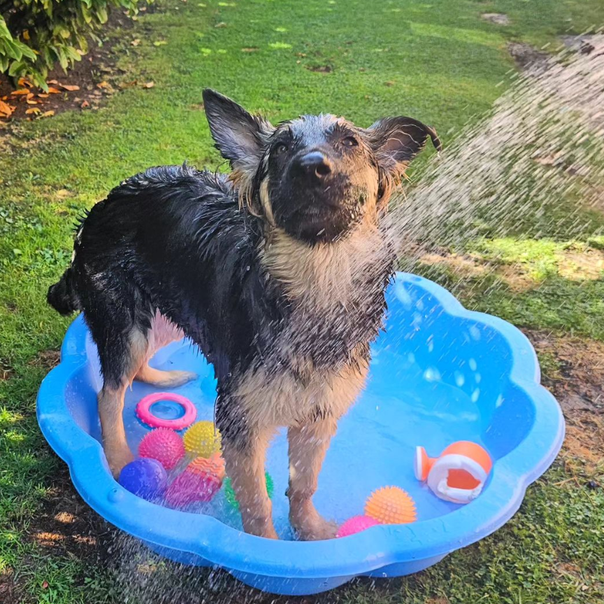 The only way to keep cool in a heatwave 🌞 🍦 🧊 🧜‍♀️

#gsd #gsdpuppy #gsdlove #germanshepherdpuppy #germanshepherd #puppylove