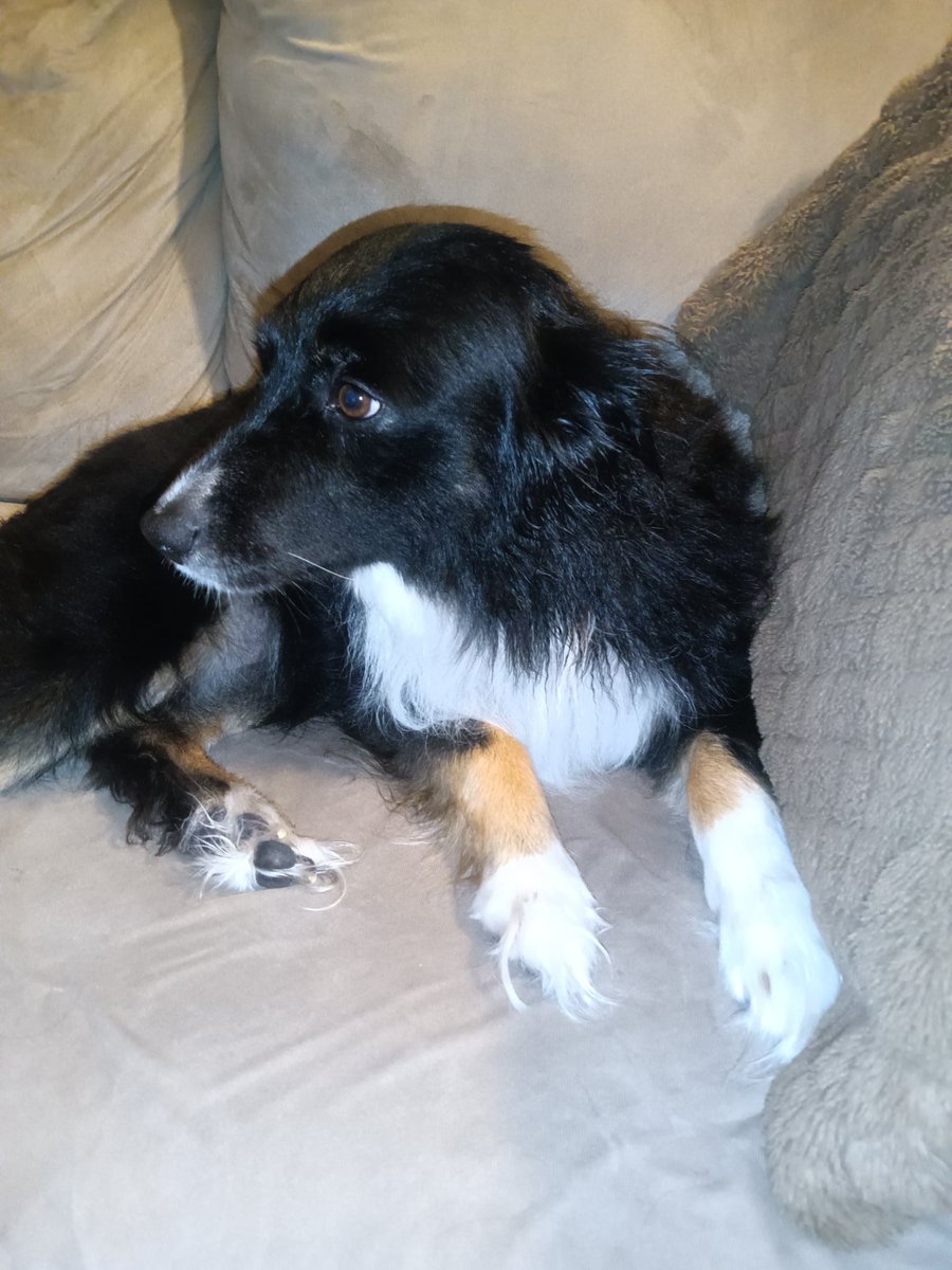 raynmonroee's tweet photo. My #boardercollie took a shower tonight and let me brush her for 30 minutes and laid there with her eyes closed enjoying every minute of her brushies. #beautifuldog #dogsoftwitter #cleandog https://t.co/2yWleojs5J