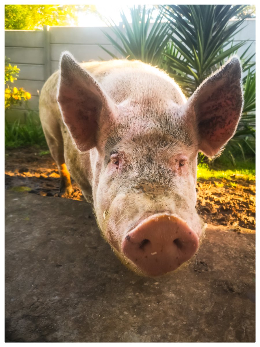 Carol M Vlok π (@CarolMVlok) on Twitter photo 2023-11-14 04:55:14 Morning π½ I'm up and looking handsome - ready to listen to @vlok_andre and @lesterkk on @CapeTalk this morning at 7h20. Are you? Morning π½ I'm up and looking handsome - ready to listen to @vlok_andre and @lesterkk on @CapeTalk this morning at 7h20. Are you?