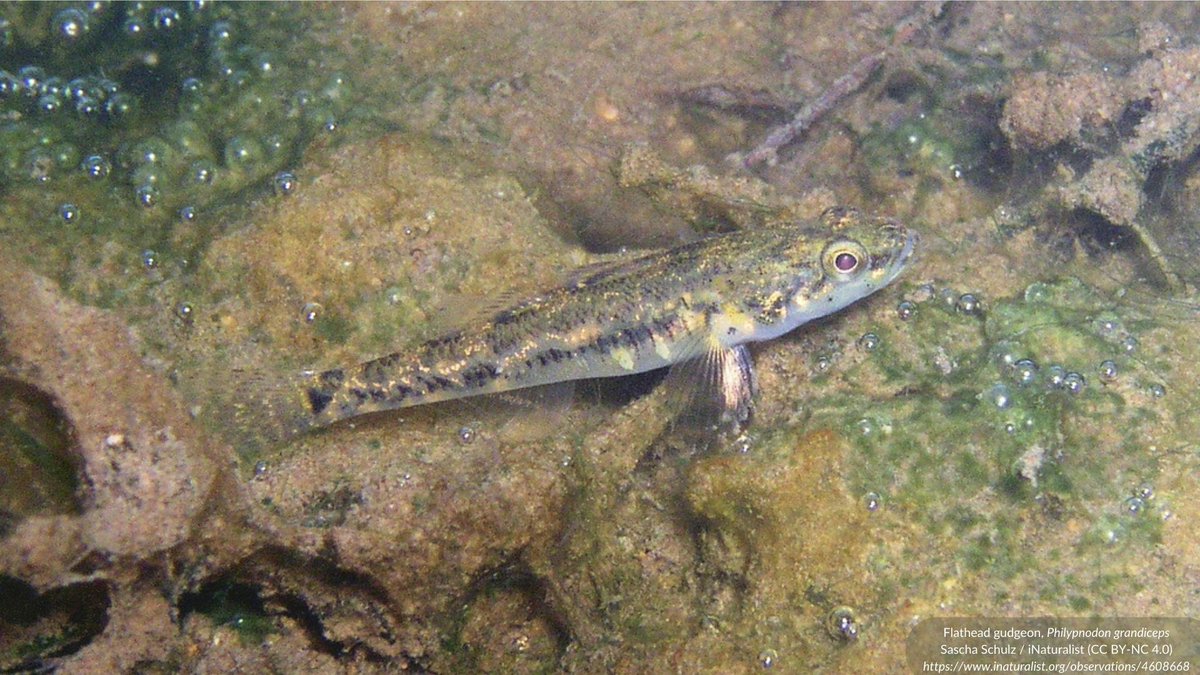 JOB OPPORTUNITY: Aquatic Ecologist <a href="/ecologyaus/">Ecology Australia</a>, Melbourne

Seeking mid- to senior-level Aquatic Ecologist with a passion for freshwater fish ecology &amp; a desire to develop their knowledge and expertise in ecological management.

Details: nrmjobs.com.au/jobs/2023/2001…

Apply by Nov 24th!