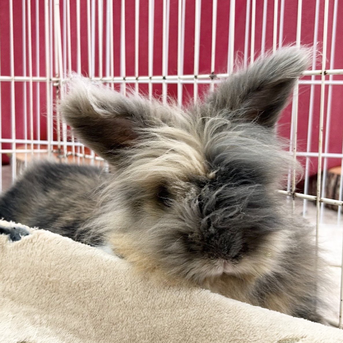 SAVE THE RABBITS／Welfare of Rabbit2023(@st_rabbits) - Twilog