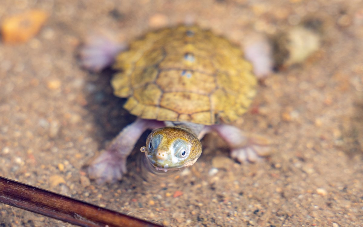 We've used the latest research from the University of New England to develop water requirements for the #endangered Bell's #turtle.

Learn more: tinyurl.com/yr6nasf4
