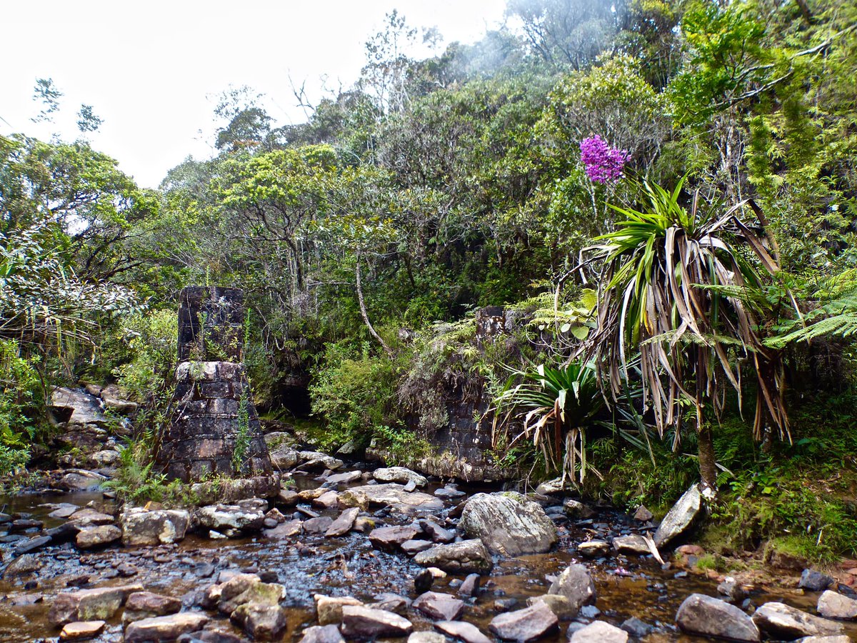 Some beautiful remnants of forest cover in this section of the corridor, between Ambohimahamasina and the Matatana/Matitana River... Hoping for its preservation.📷 Marco Durano
#ForestPreservation #MadagascarNature #NaturePhotography #ConservationEfforts #ProtectOurEnvironment