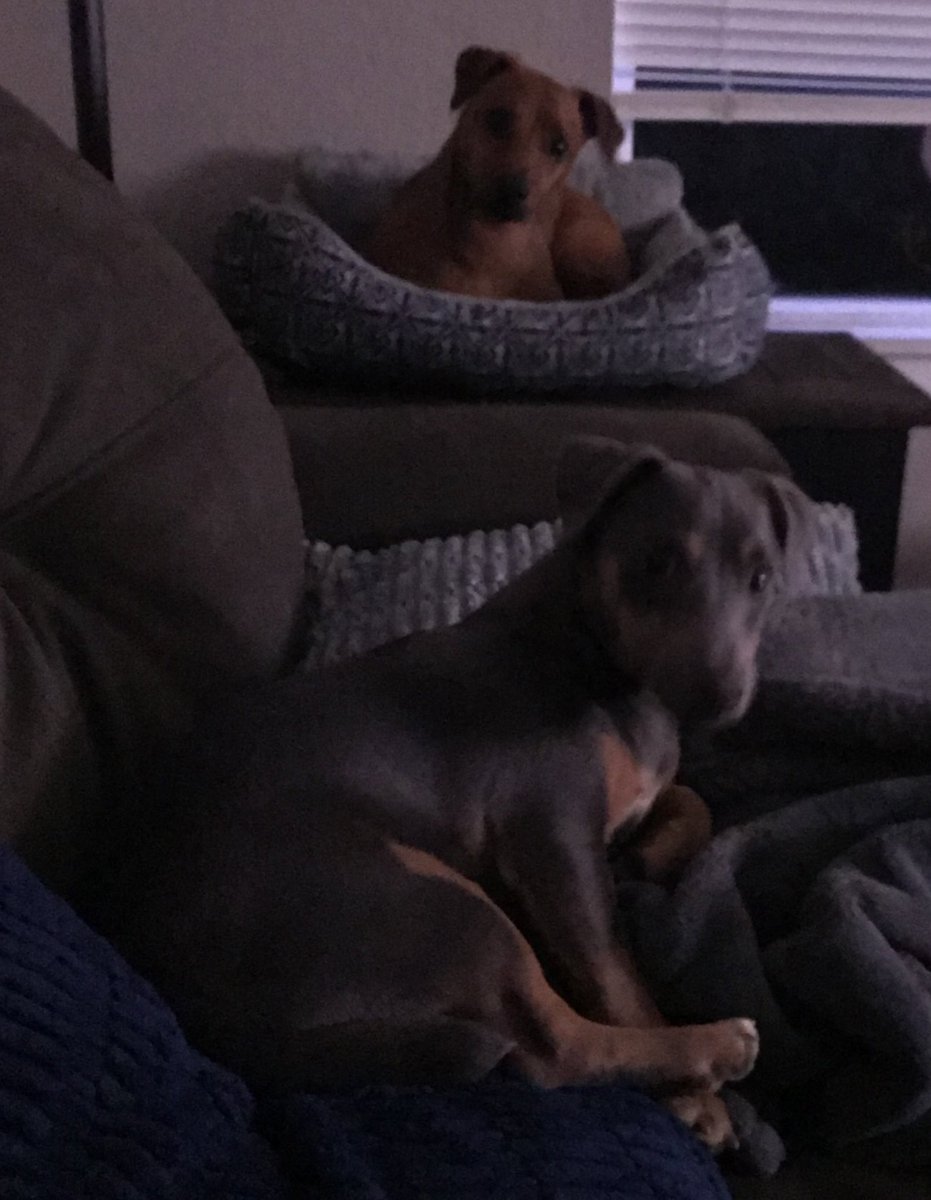 SQL_Gal's tweet image. My WFH office mates really miss me this week while I am at #PASSDataSummit, but I got in a quick conference call this evening!