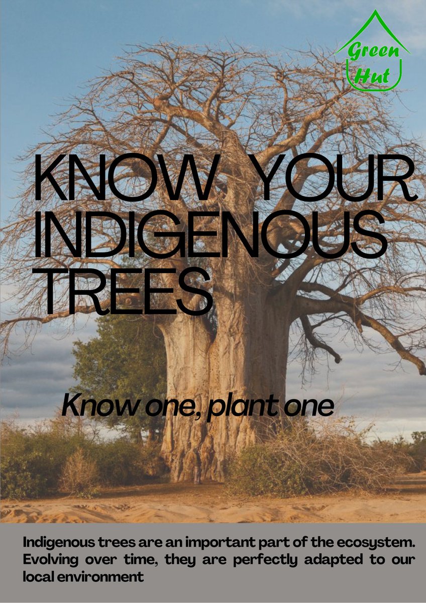 Celebrate Zimbabwean indigenous #trees &amp; their vital contribution to the region's ecology. A pledge to plant one tree for every like on a post until December 14th is underway. Share and engage on social media platforms with #knowyourindigenoustrees #KYIT to spread the green love.