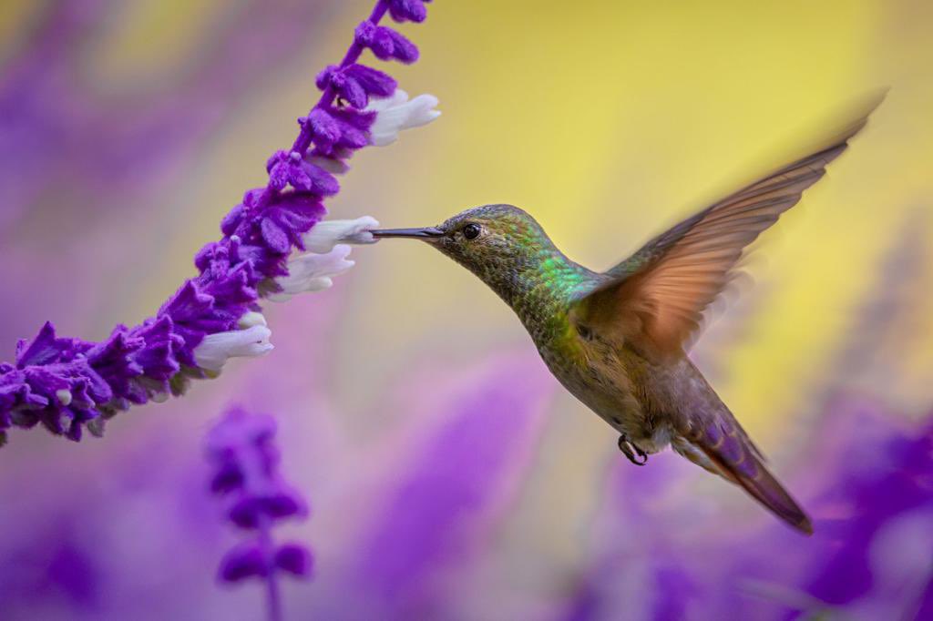 En la CdMx dejamos de ver a la naturaleza como una escenografía que está alrededor dándonos belleza. Desde el año 2019 trabajamos para reconstruir las venas verdes y azules de la ciudad, para reintegrar la naturaleza a nuestra vida. #CiudadSustentable <a href="/martibatres/">Martí Batres</a> <a href="/GobCDMX/">Gobierno de la Ciudad de México</a>