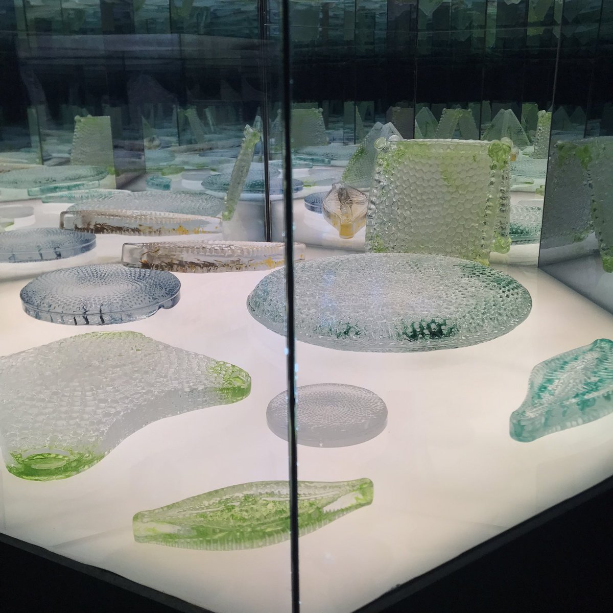 Also - giant glass diatoms? Yes please. #Biofest <a href="/ScienceShef/">Science at Sheffield</a>