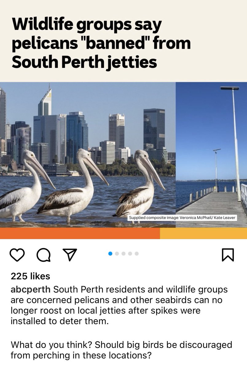 Who’s appalling decision was this 🤬💔 #Perth #Pelican #PerthCity