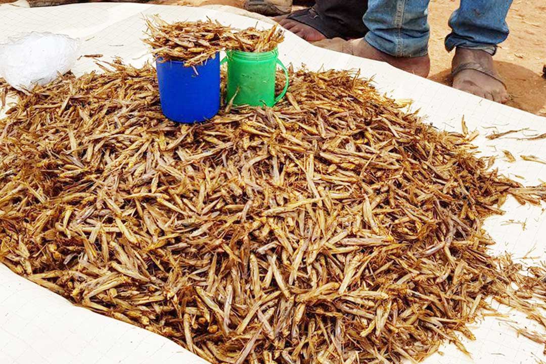Given the rate at which Uganda’s forest and wetland cover is disappearing, it is not a stretch to say that you could be eating the very last grasshopper. #LastDropAfrica 

✍️ @ATaremwa 

Read more: lastdropafrica.org/articles/why-y…