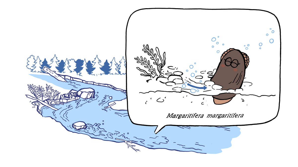 Metsahallitus's tweet photo. Jokihelmisimpukka eli raakku on ollut maisemissa dinosaurusten ajoista lähtien. 🦕
⚠️ Nykyisellään raakku on kuitenkin pulassa, sillä se on tunnustettu maailmanlaajuisesti uhanalaiseksi lajiksi.
#LIFERevives -projekti pyrkii elvyttämään raakkukantoja Suomessa, Ruotsissa ja Virossa. Projektia koordinoi @uniofjyvaskyla, ja #Metsähallitus on mukana budjetiltaan suurimpana toimijana.
Mitä raakulle kuuluu, ja miten sen elinoloja pyritään edistämään? Tutustu aiheeseen videolla! 👇
https://t.co/CKHNFmPA3a
