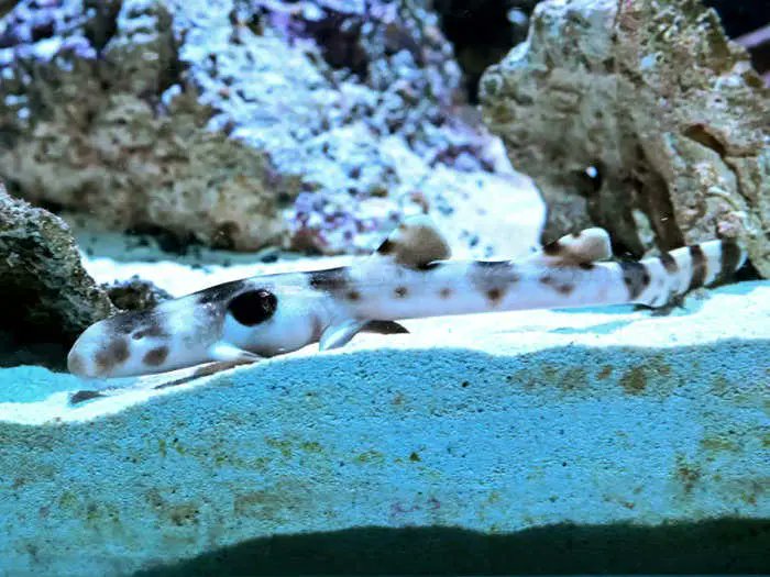 BiIndia's tweet photo. This walking shark just gave birth to a shark pup — without a male mate around for the past four years!

#shark #reproducing #mates 

https://t.co/6ihhul8Sof https://t.co/POp5pyQbbq
