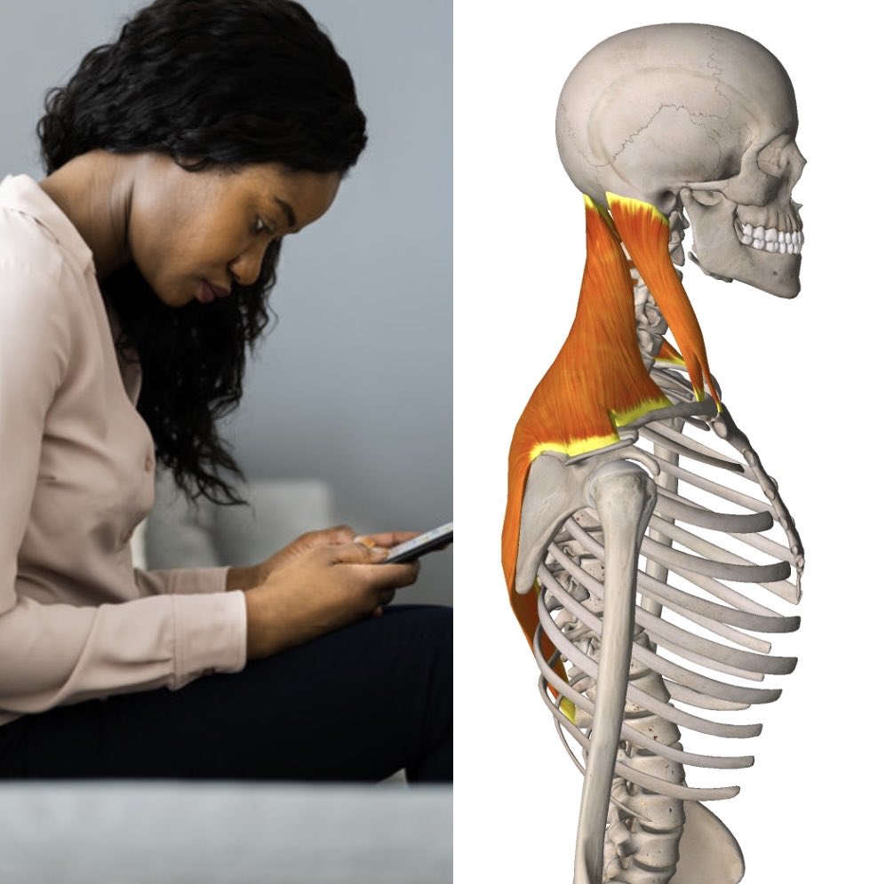 スマホ首は僧帽筋や胸鎖乳突筋が張ってコリにつながる。  

さらに、それを支配をする副神経は腹側迷走神経複合体に属し、自律神経やコミュニケーションに重要なはたらきをする。  

首の不調は体と心、社会行動に影響するので肩こりの放置はNG。ケアがとても大切です。 (ストレッチ続く