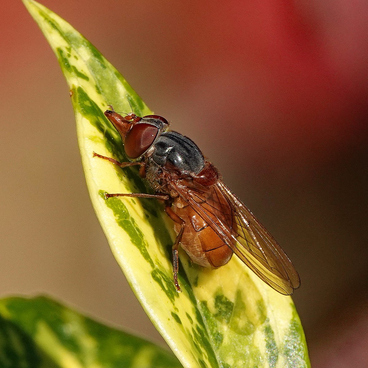 Our latest ever Rhingia rostrata (Snout hoverfly) in our north Northants garden yesterday, 13th November - a gravid female. There were also still 7 other species of hoverflies around despite the very breezy conditions.