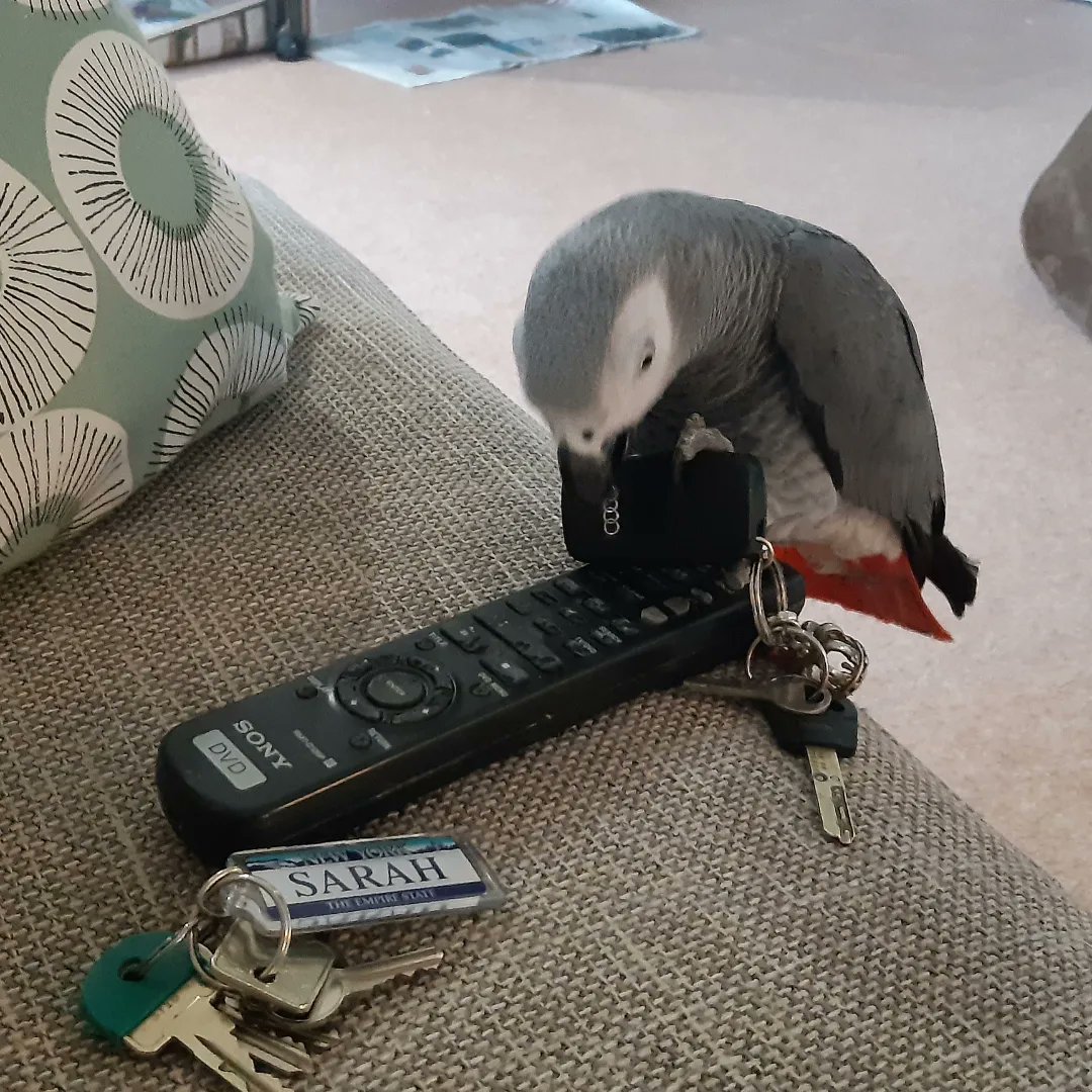 Nobby the #AfricanGrey doesn't just eat my food, he takes car keys as well. He also likes chewing old remote controls, but loves an Audi @AudiOfficial more than  anything, as do I. #goodtaste