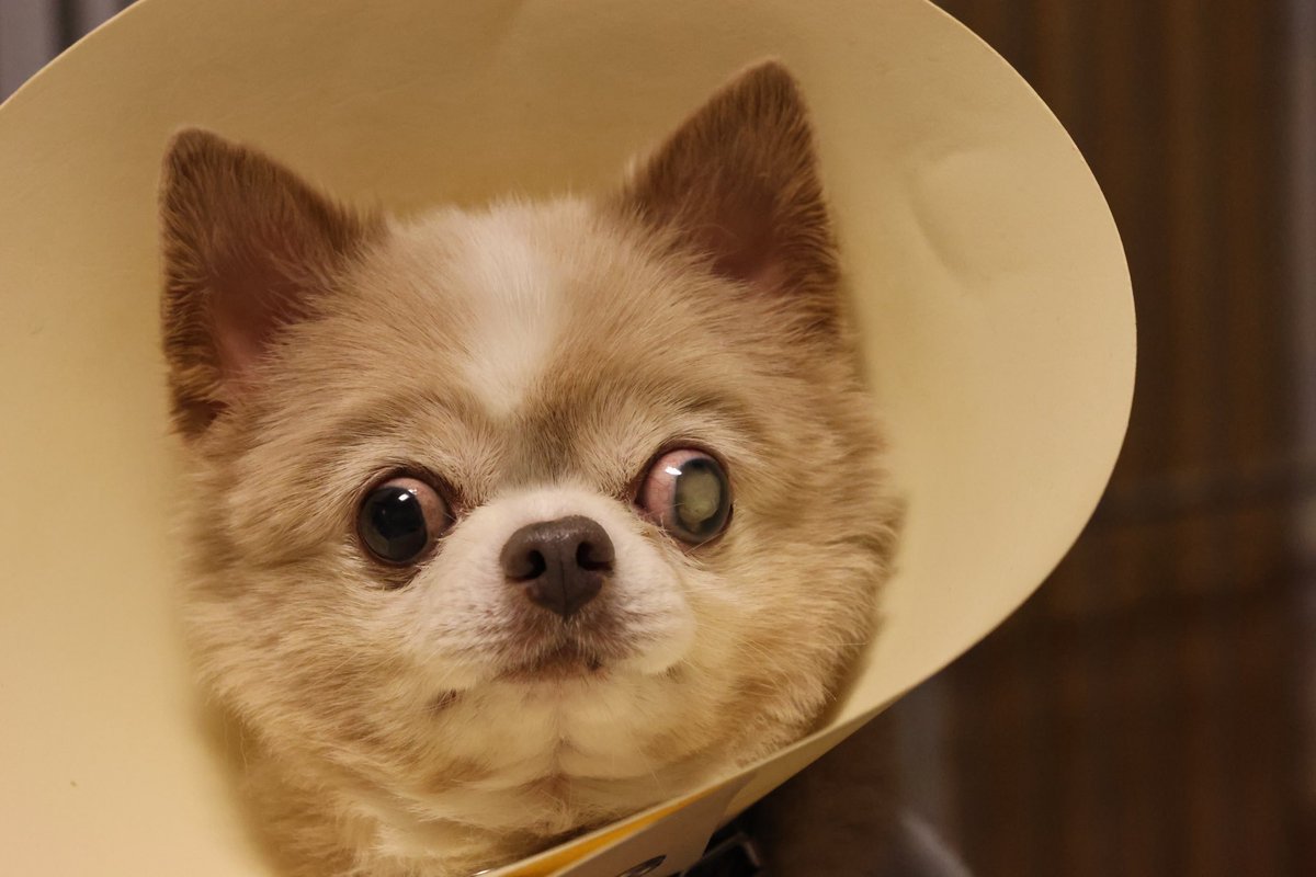 8008ooyake's tweet image. とりあえず試し撮り

 #rf70-200mm f4 l is usm